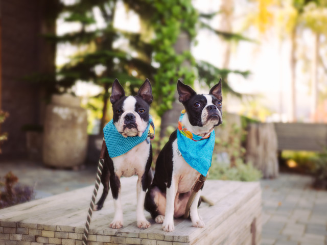 Petco