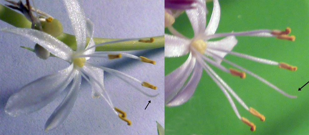 Spider Plant Flower Anatomy - Is that "hook" a stigma on a long style? |  Houzz Forum