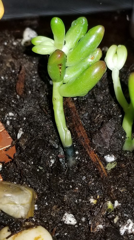 Help! Stem of succulent is turning black | Houzz Forum