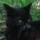 Last commented by wandercat