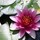 beverly_monahan