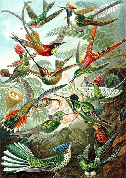 Bird Illustration Poster 1904 Trochilidae Hummingbirds 