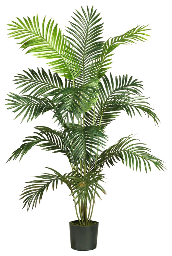 6' Paraidise Palm