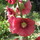 oakiris