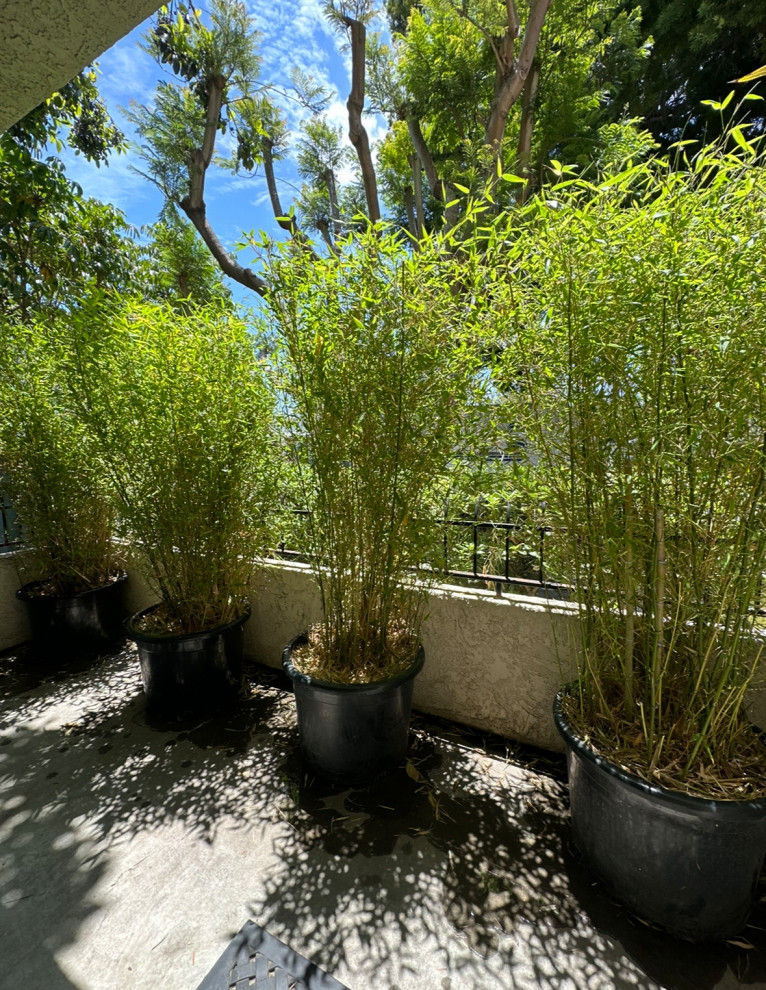 How to water and care for outdoor bamboo