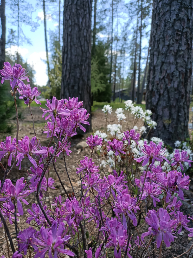 Участок в сосновом лесу, 2020