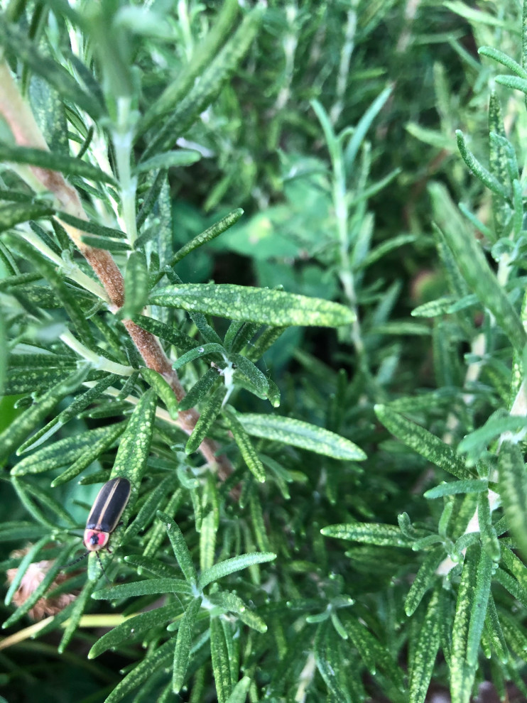 What’s up with the rosemary spots?