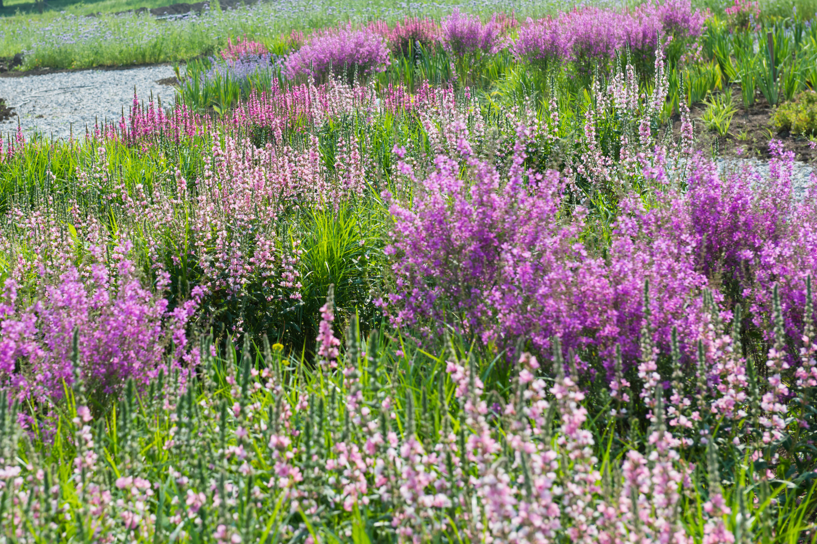 Многолетники