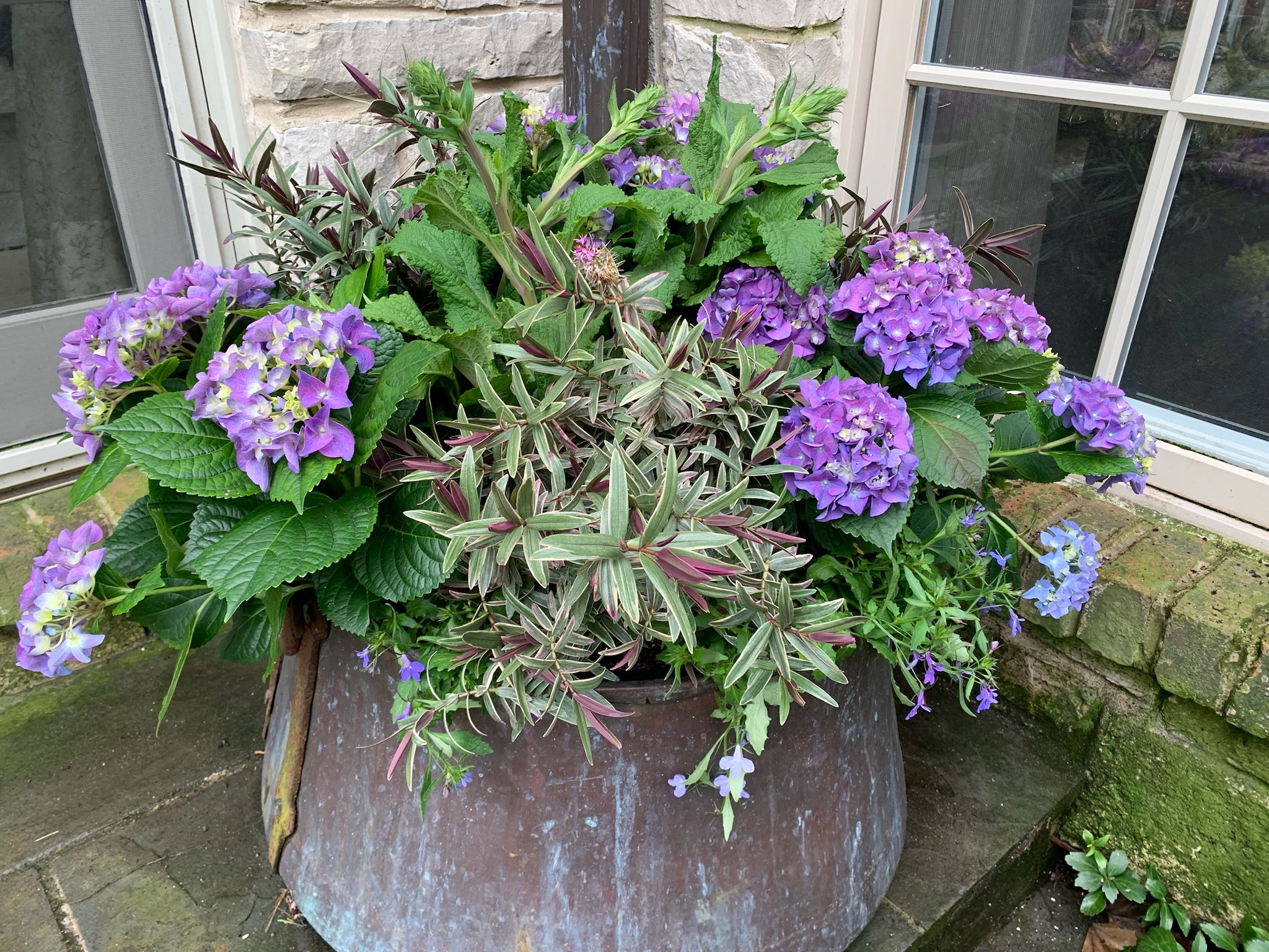PJM Rhododendron with Variegated Andromeda