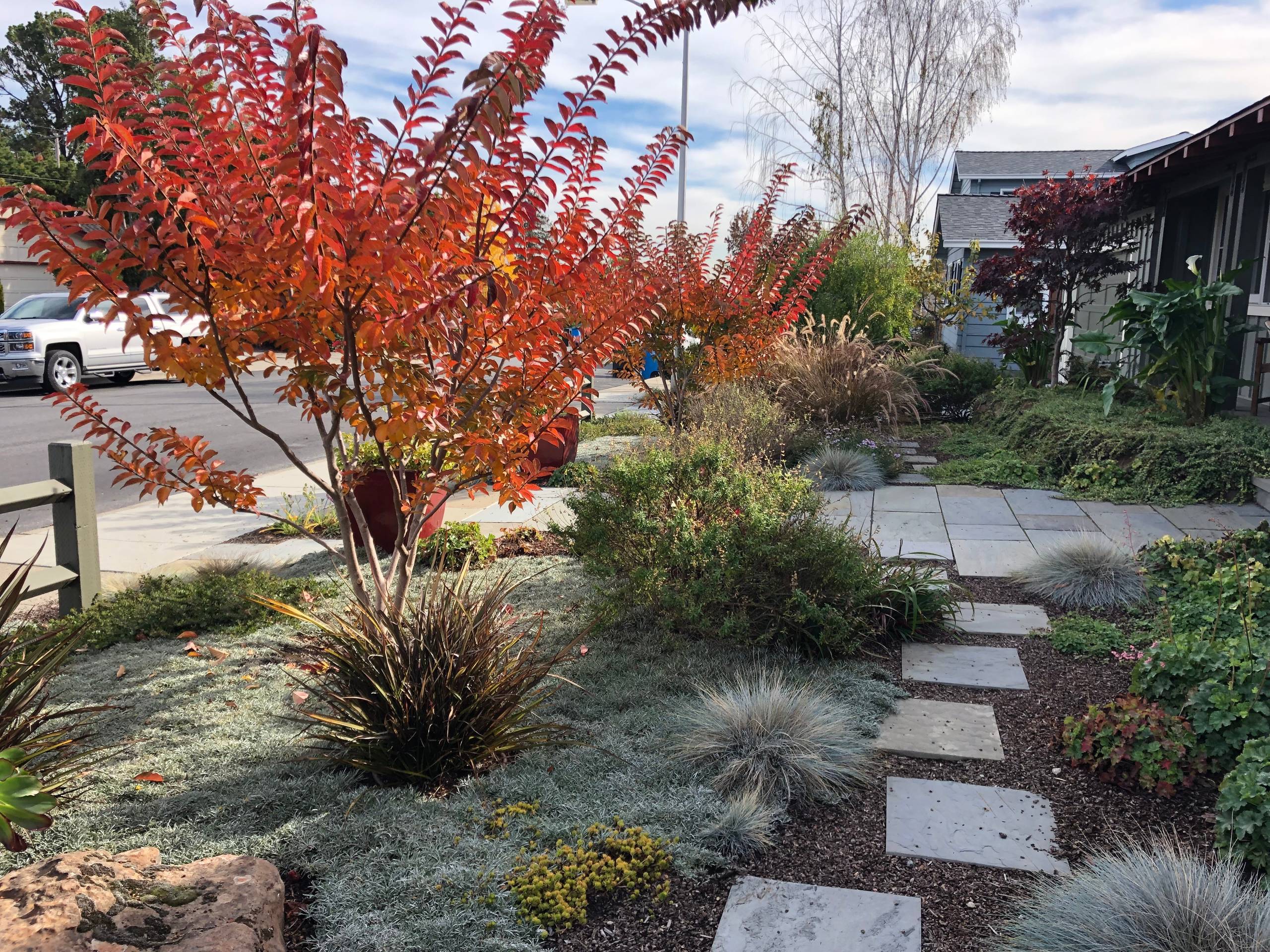 Redwood City Drought Tolerant Front Yard