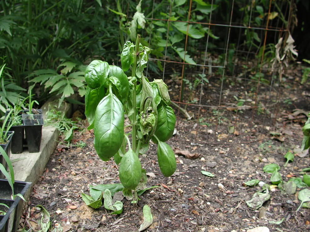 Dying Basil need help (pics inside)