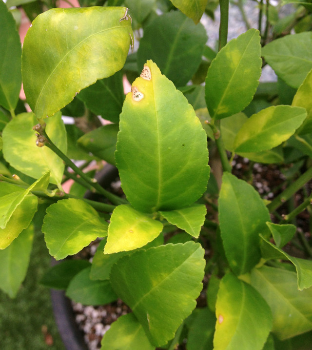 Meyer Lemon diseases?