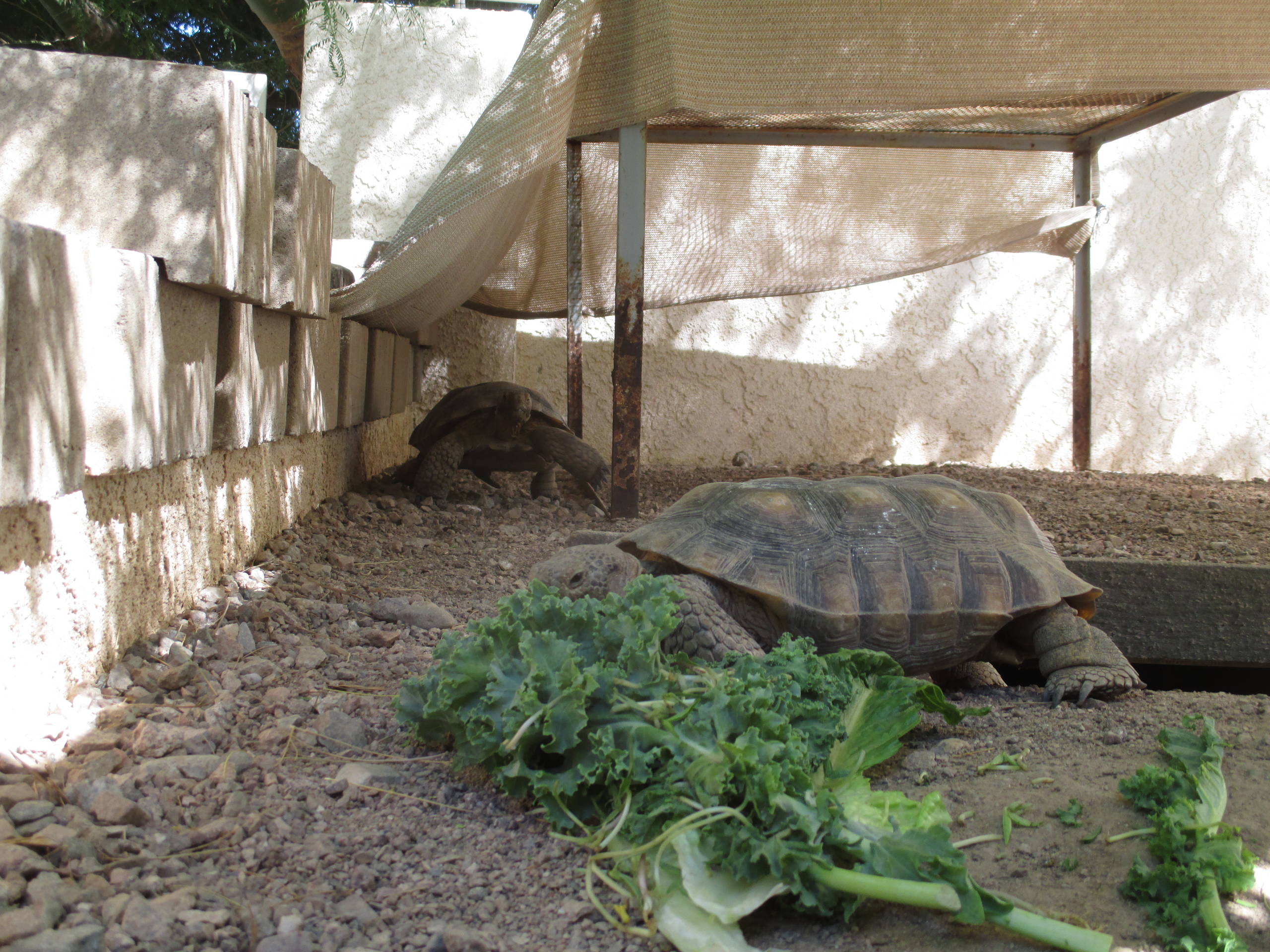 Pet's Place: Tortoises Take to Yard Life in Arizona, image size:2560x1920