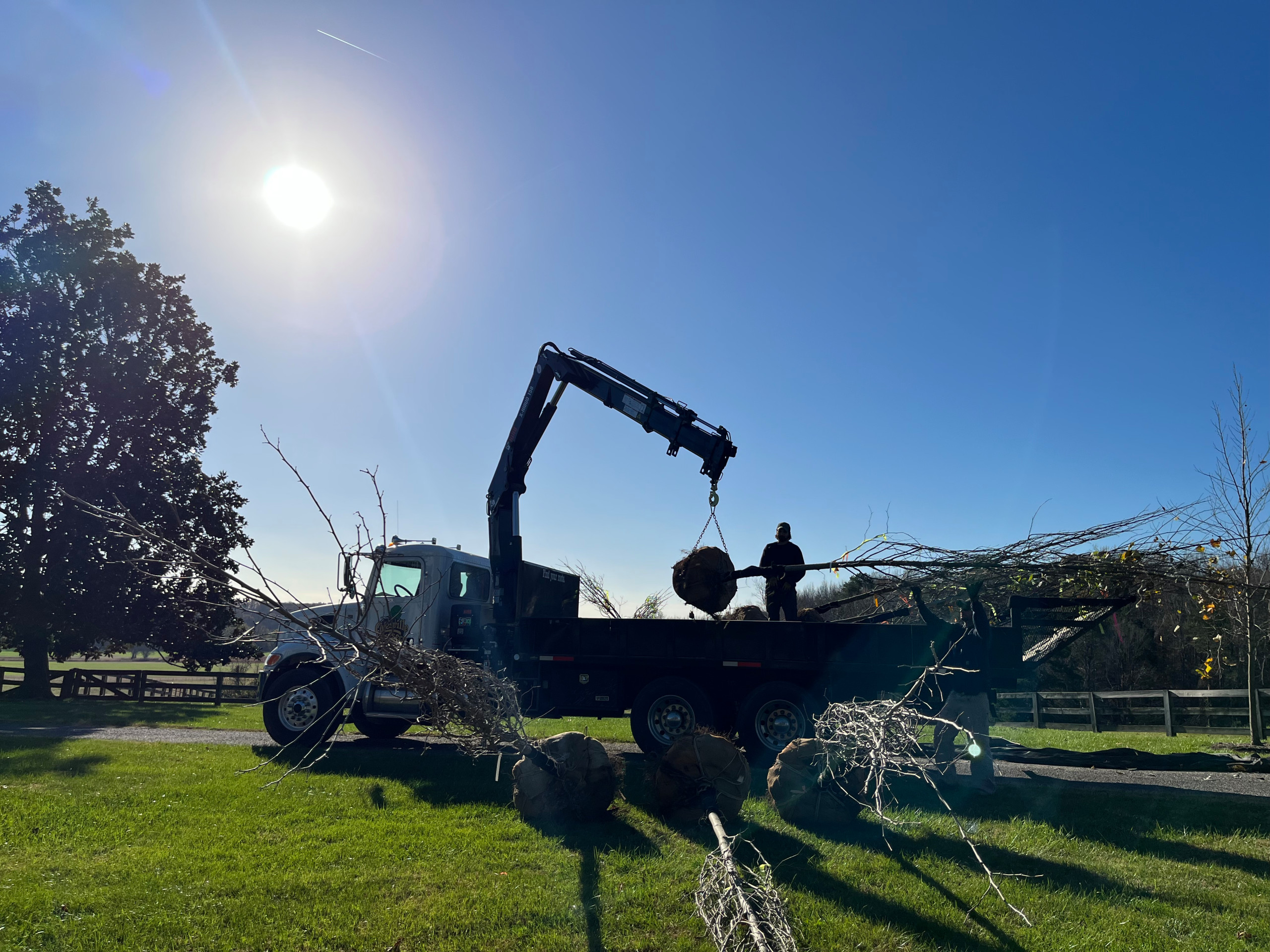 Tree Installation
