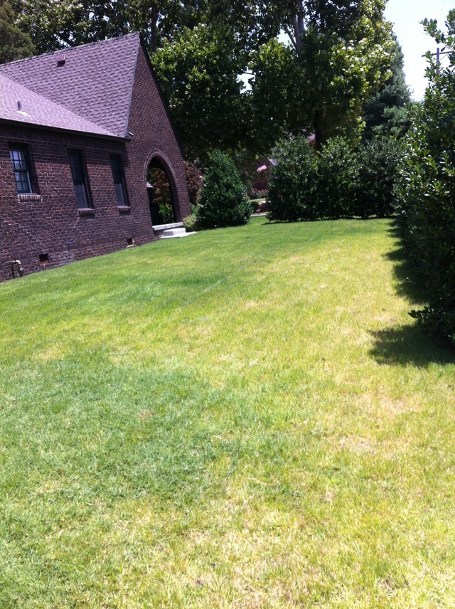 Zoysia (?) Yellowing...