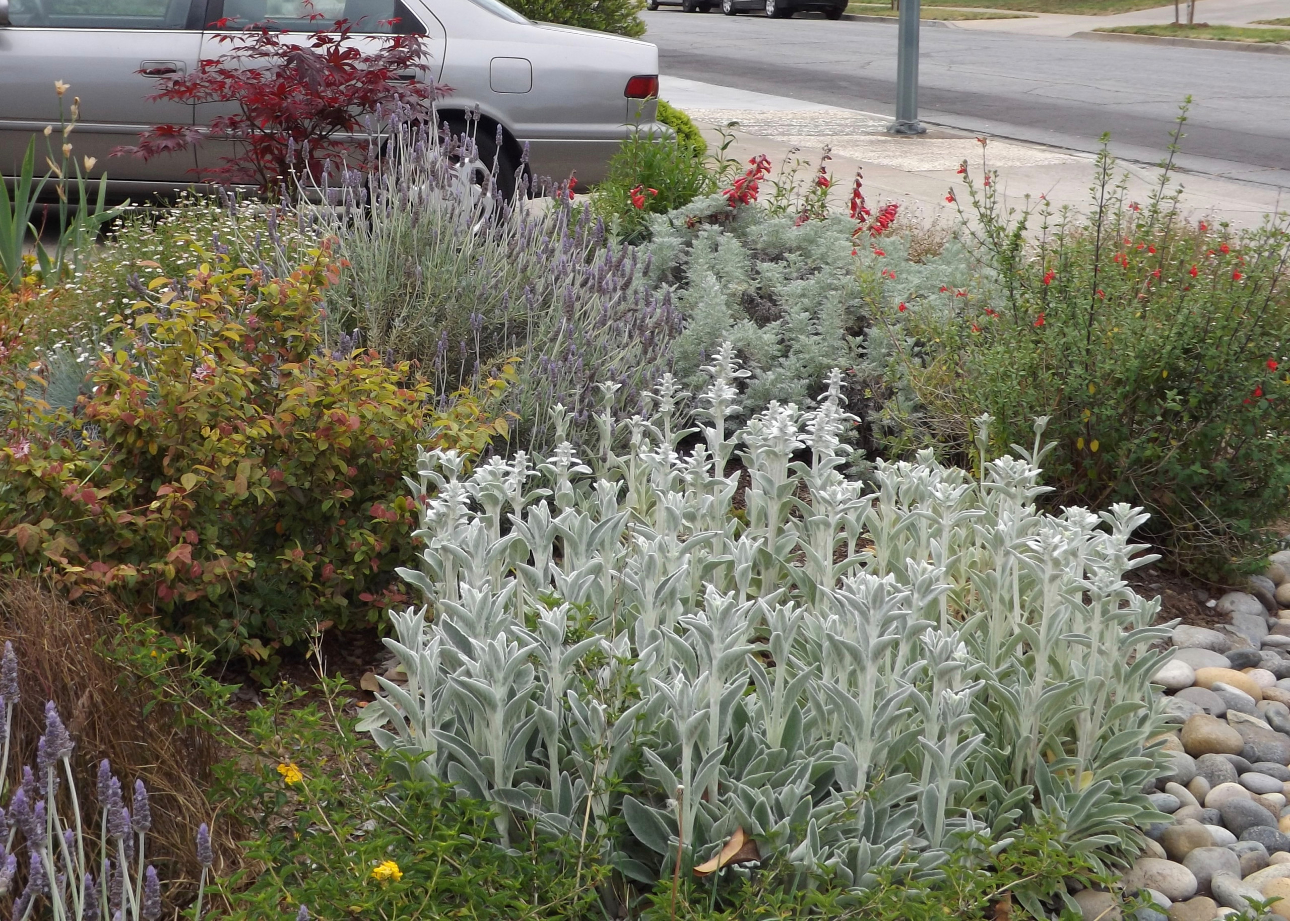 Low water butterfly garden