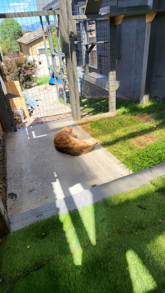 The Purr-fect Playground✨