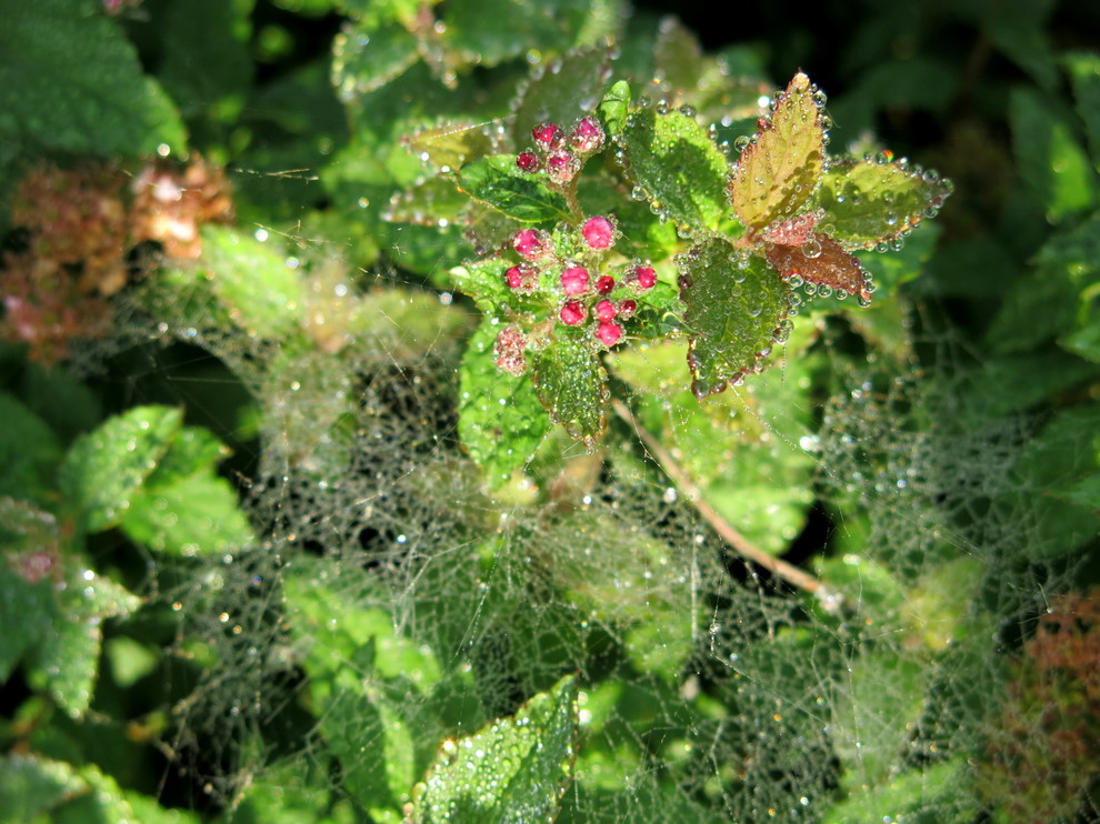 ЯГОДНОЕ ЛУКОШКО (РАСТВОРИВШИСЬ В РАДУГЕ). СЕЗОН 2016. УТРО