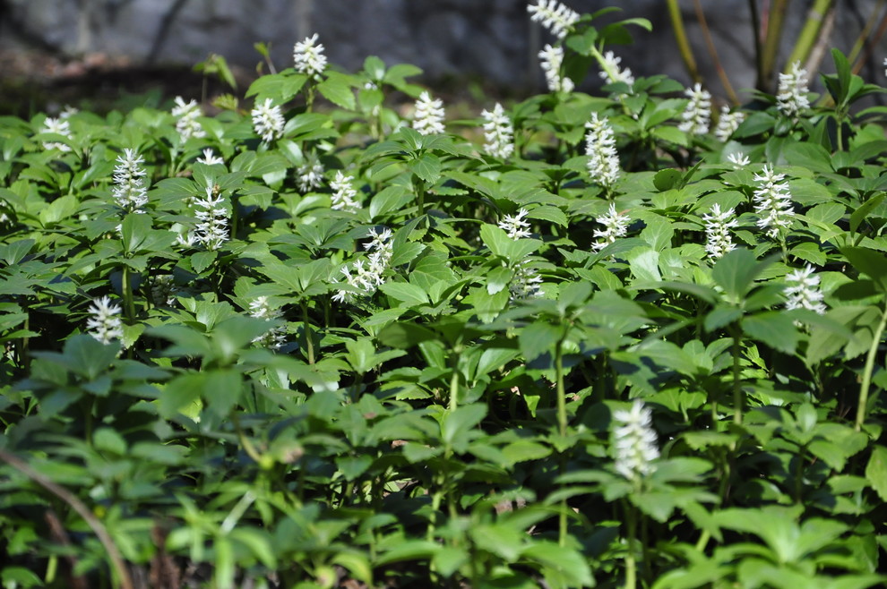 кп. "Архангельское" - Уход за садом - 100% качество!