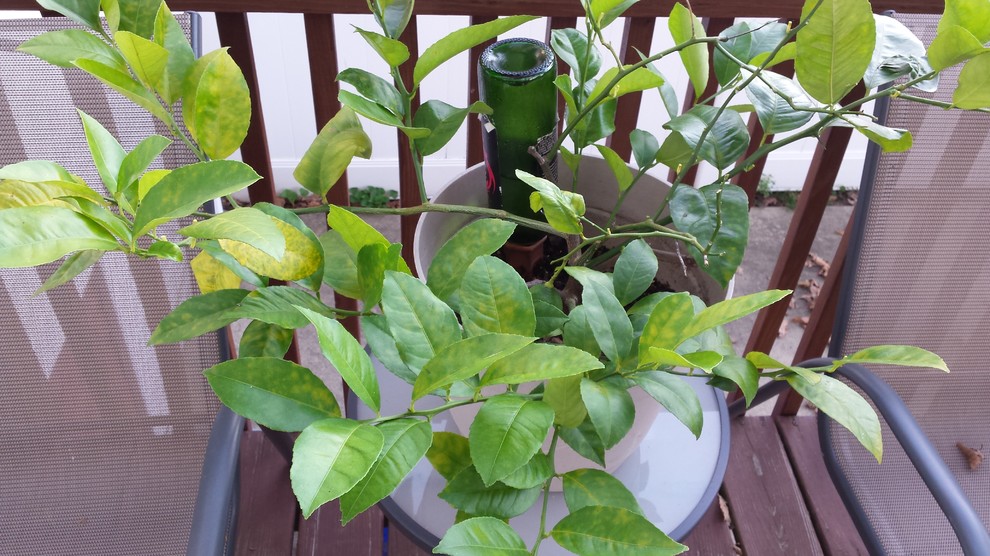Meyer Lemon leaves dropping! Help!