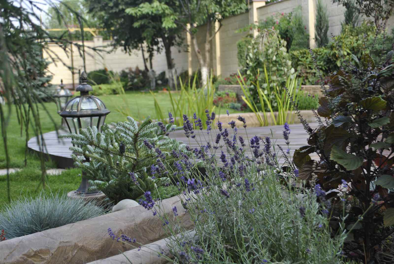 Лаванда возле ручья