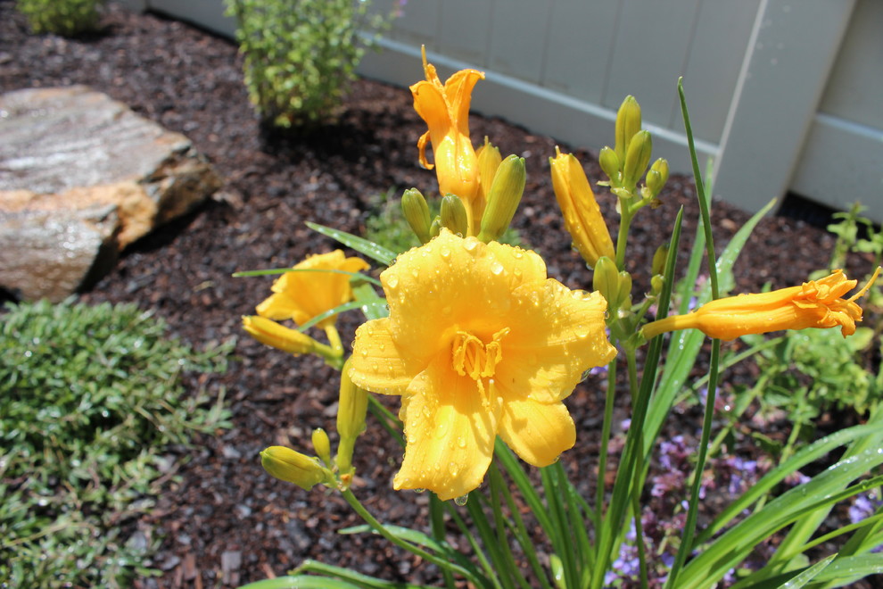 Photo of a rustic landscaping in Ottawa.