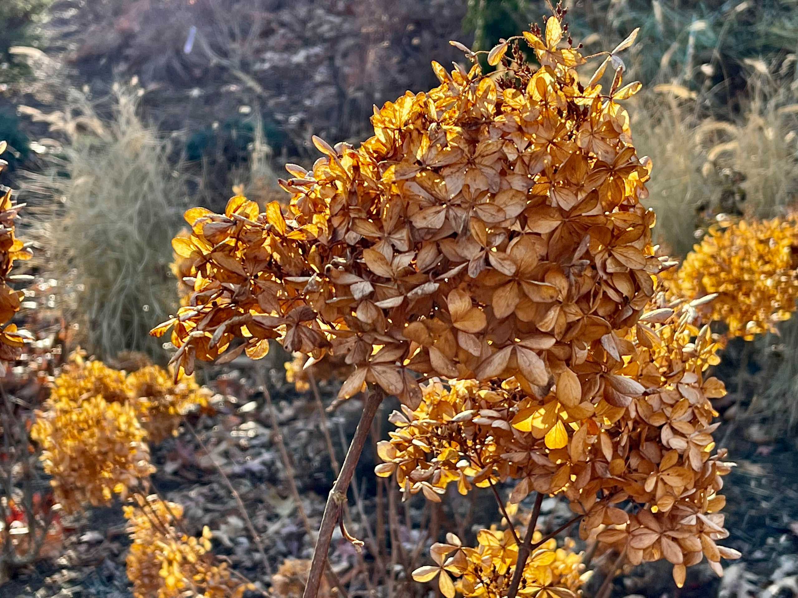 Dried hydrangea flowers, backlit