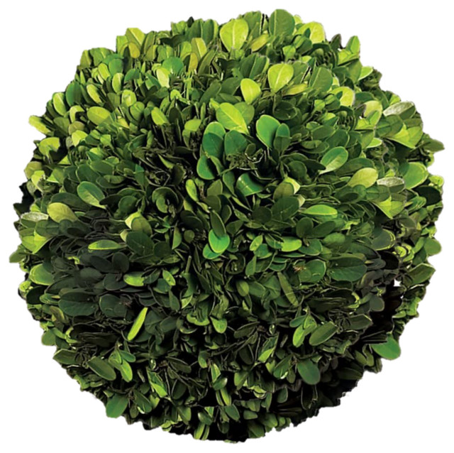 Preserved Boxwood Ball, 6" Boxwood Ball Modern Artificial Plants