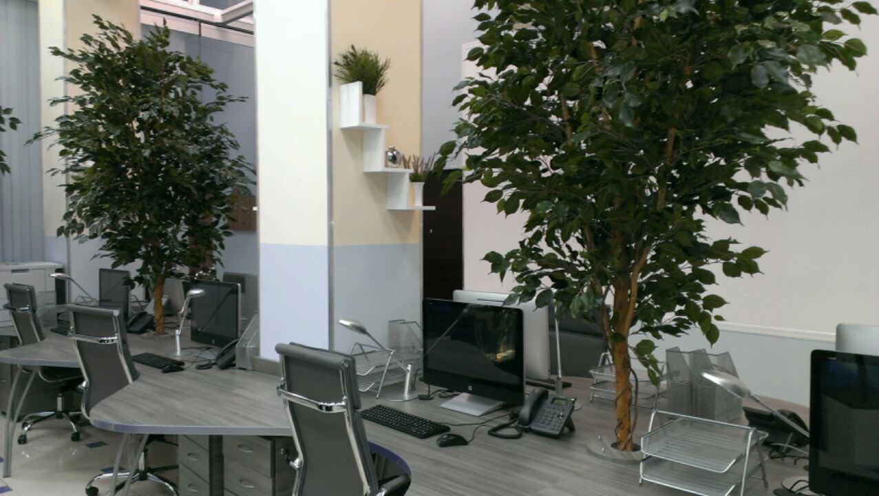 Офис с деревьями