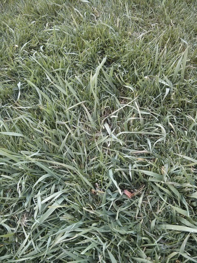 Thick grass blades in lawn what is it?
