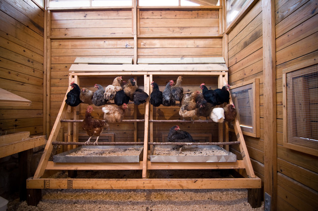 Alabama chicken coop