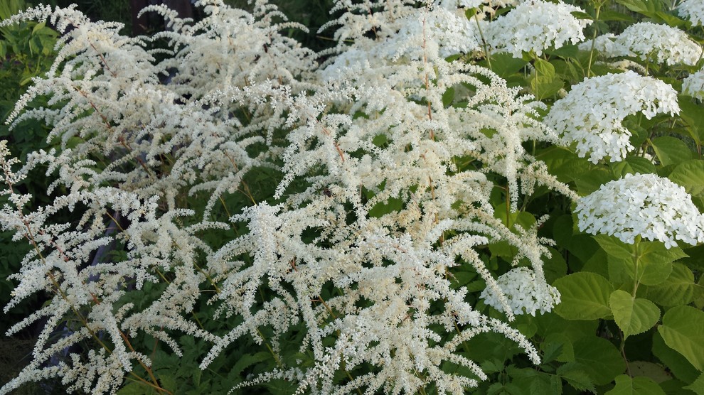 Любимый сад