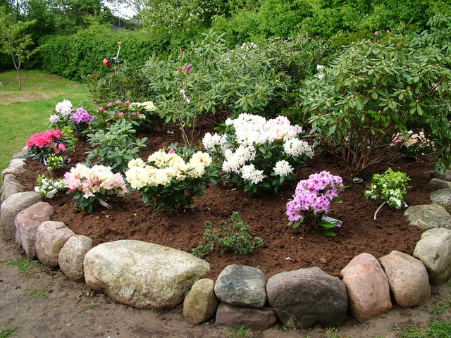 Rhododendron .. planter til surbundsbedet ! rhododendronbed i søborg ... Stue rhododendron