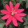 Parissa (zone 9b)