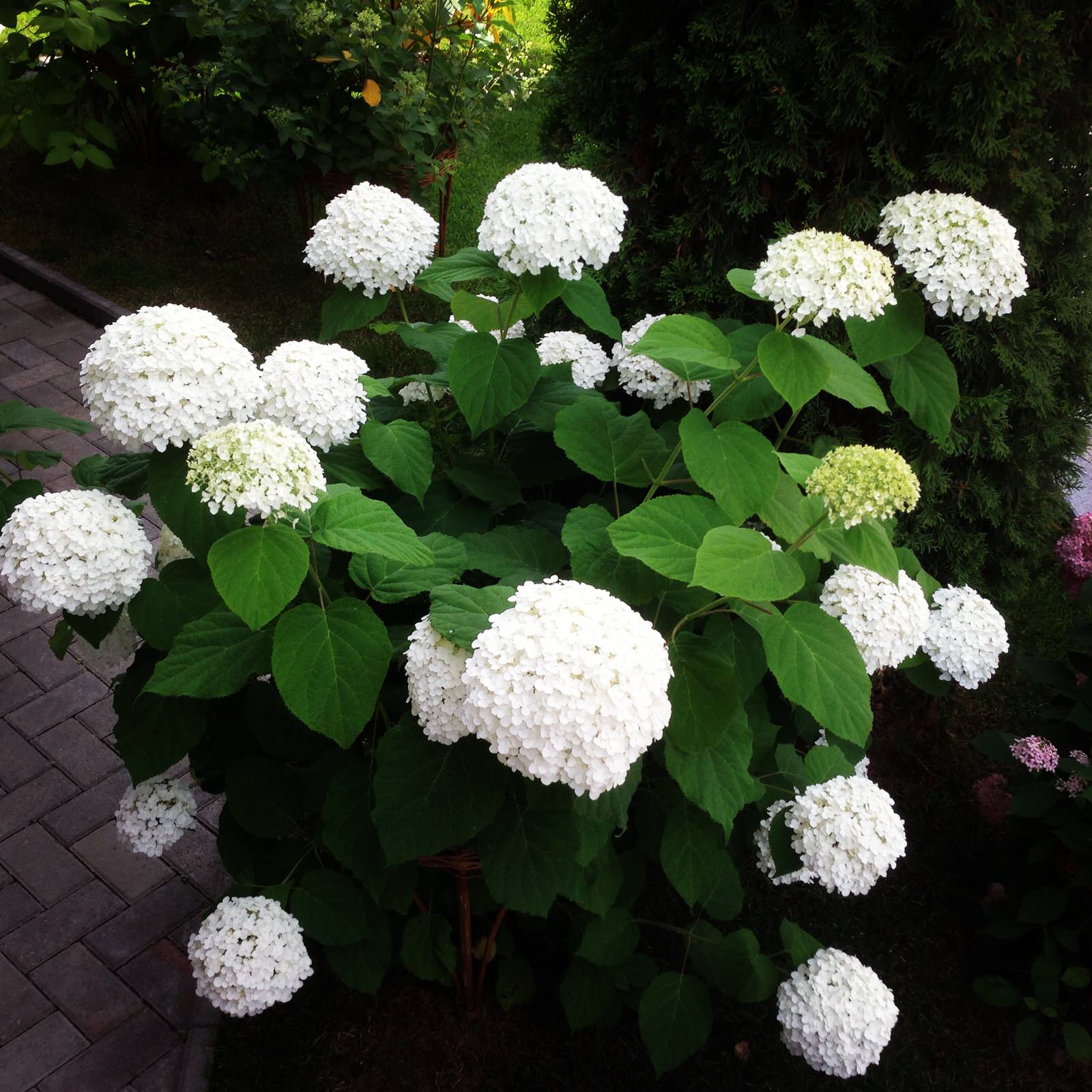 Вавиловец 1