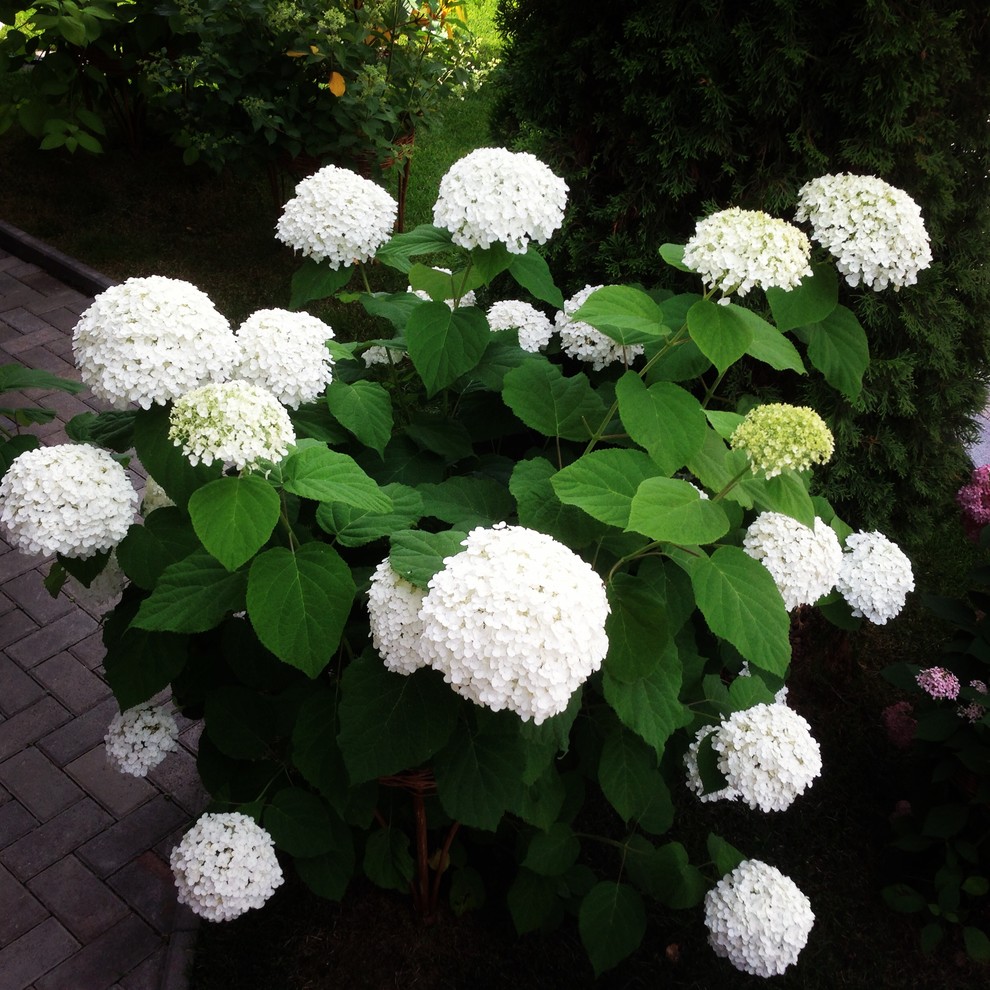 Вавиловец 1