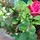 martha_o_keefe