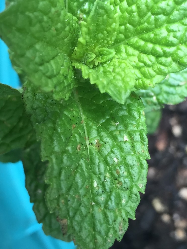 Mint leaves have black spots. Is it mint rust?