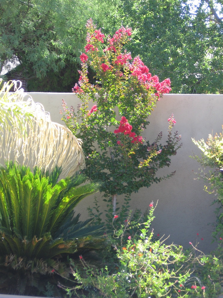 Oasis in the Arizona desert - Mediterranean - Landscape ...