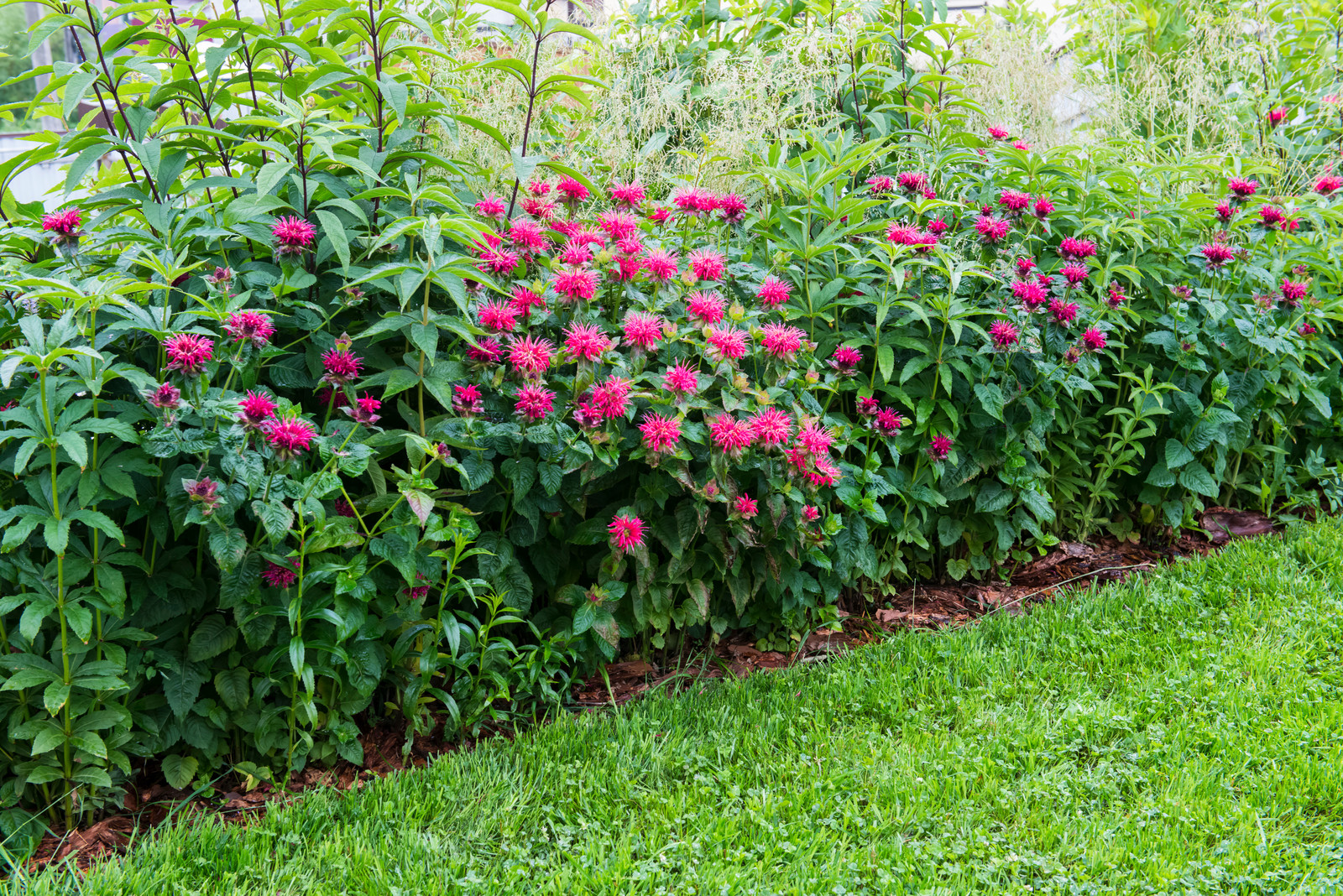 "Горячий" бордюр из многолетников