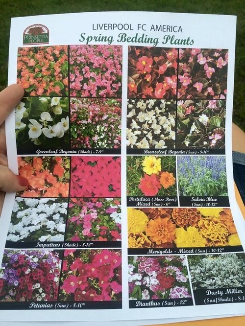 Which Of These Plants Might Work On My Blazing Hot Deck