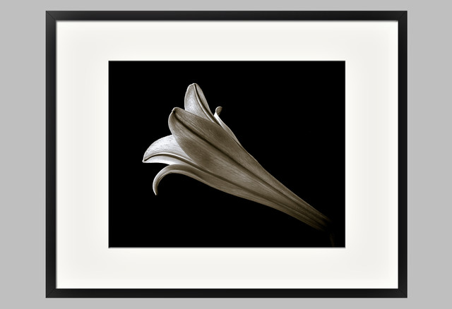 Easter Lily III by Jeff Burton