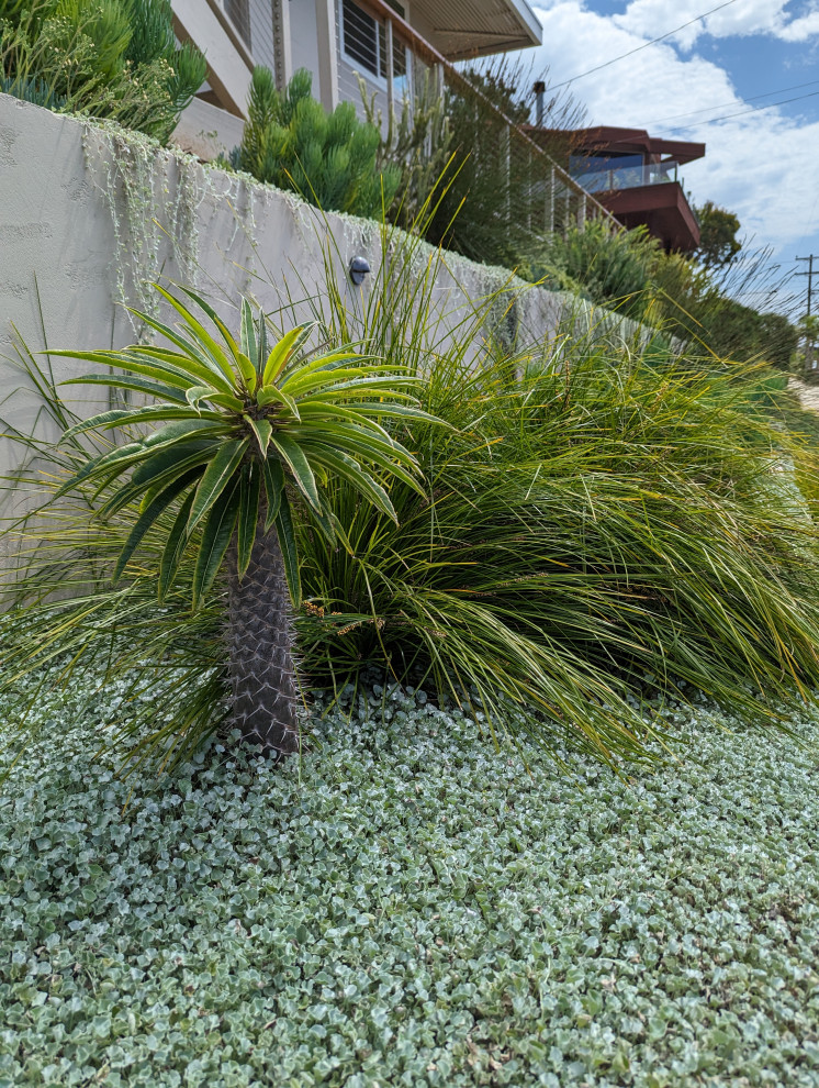 Photo of a medium sized nautical front xeriscape full sun garden in San Diego with a retaining wall.