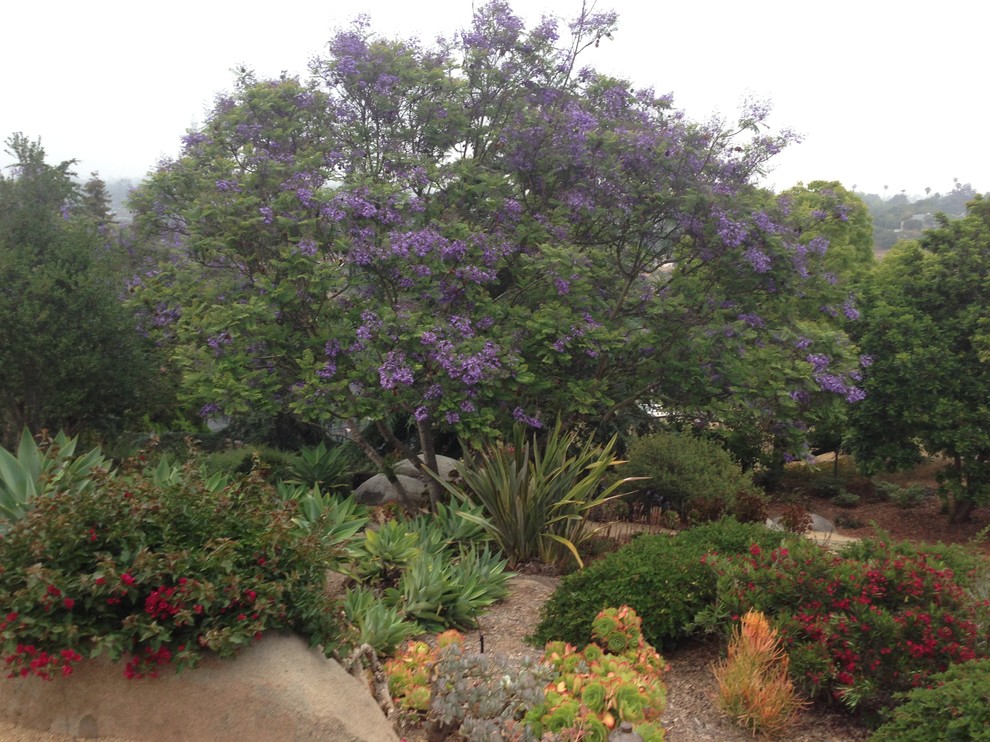 Inspiration for a mid-sized eclectic sloped partial sun xeriscape for summer in San Diego with mulch.
