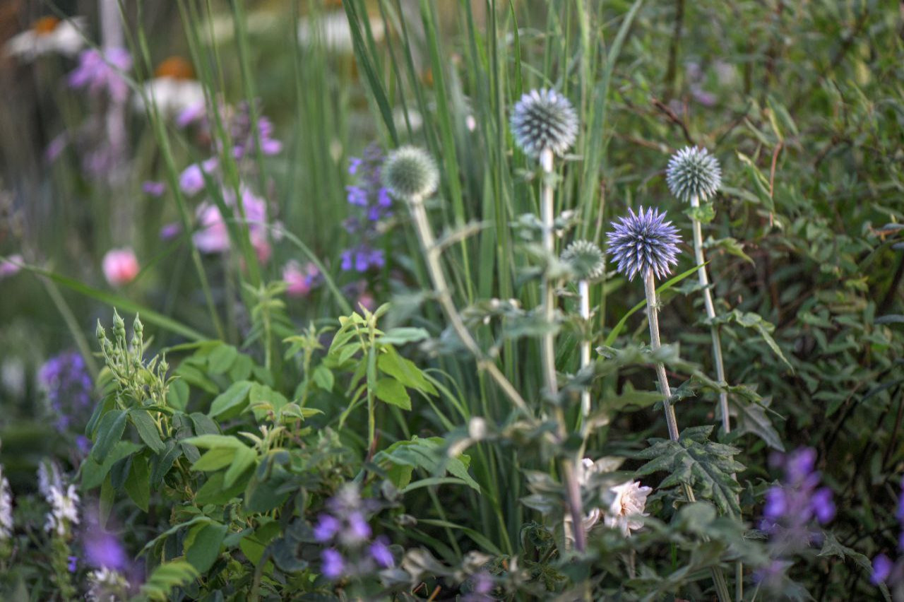 Выставочный сад на фестивале в Царицыне "Видение розы"