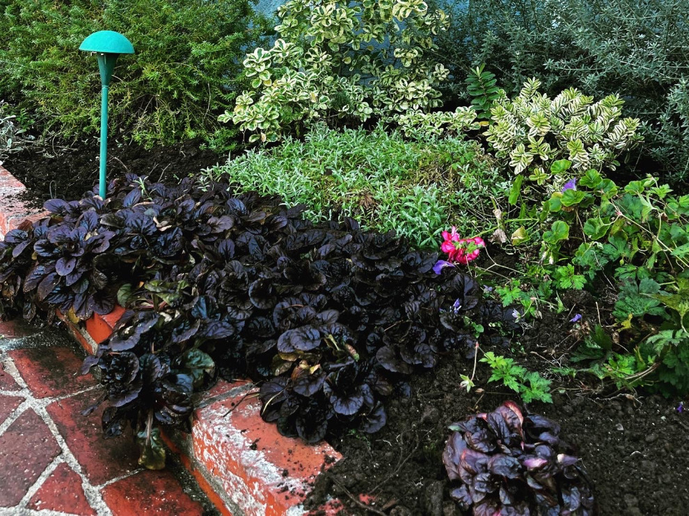 ground covers that light it up