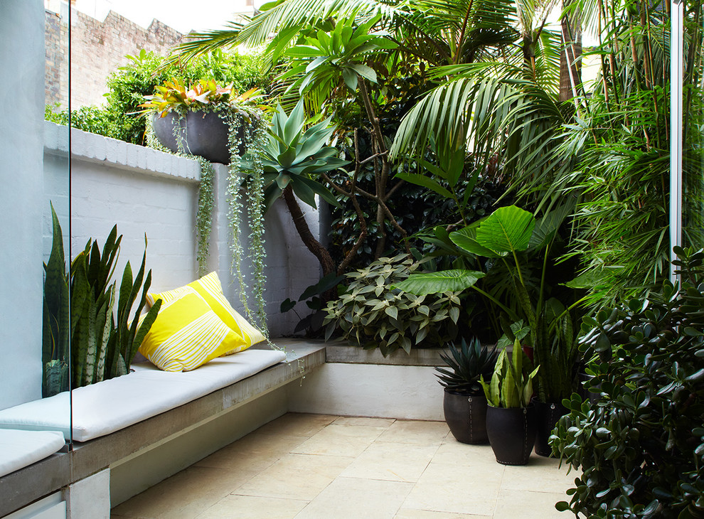 Inspiration for a small contemporary backyard formal garden in Sydney.