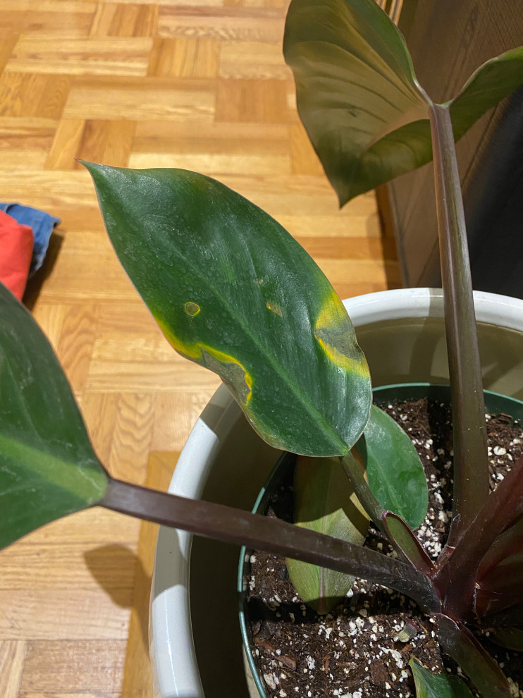 Philodendron Rojo Congo spots on leaves