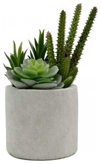 Succulents in Cement Pot