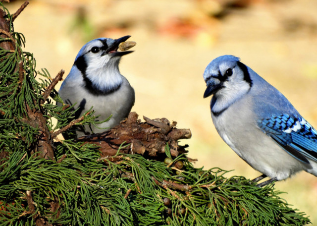 How to Tell a Male From a Female Blue Jay